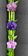 Панель ПВХ Орхидея 1 0,25*2,7м (351) черн