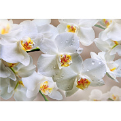 Фотообои Белоснежная орхидея  9л 294*201см