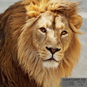 Фотообои Азиатский лев 210*200 6 л