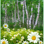 Фотообои Ромашковая поляна 196*201см 6л